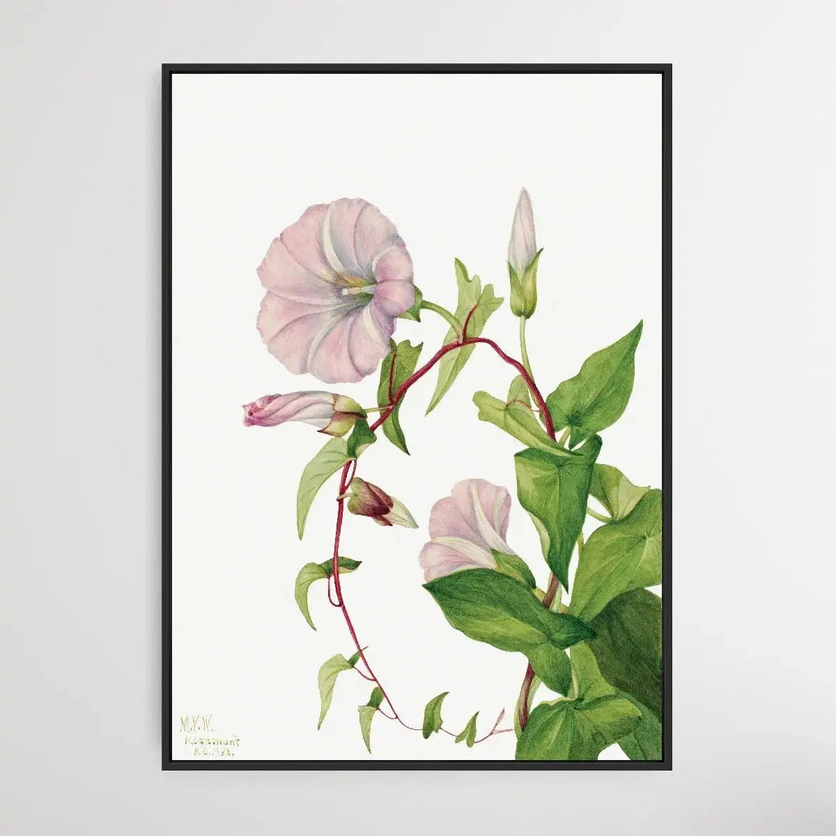 Calystegia Convolvulus Sepium (1932) by Mary Vaux Walcott - I Heart Wall Art - Poster Print, Canvas Print or Framed Art Print