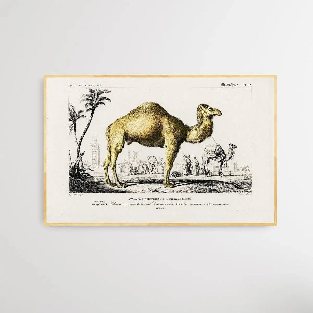 Camelus by Charles Dessalines D&