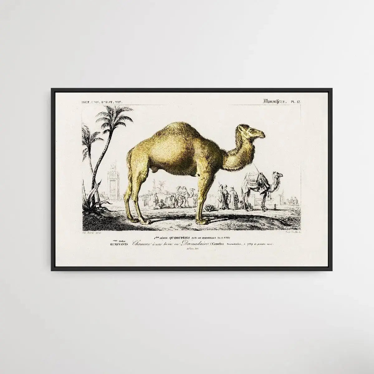 Camelus by Charles Dessalines D' Orbigny (1806-1876) - I Heart Wall Art - Poster Print, Canvas Print or Framed Art Print