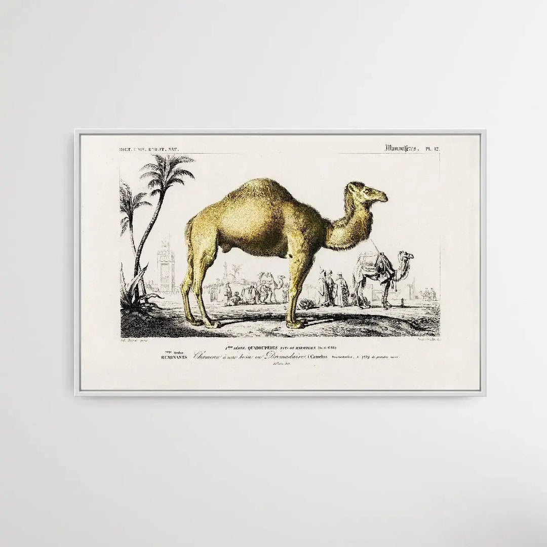 Camelus by Charles Dessalines D&