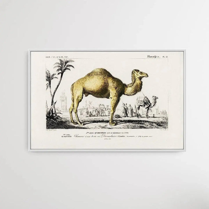 Camelus by Charles Dessalines D&