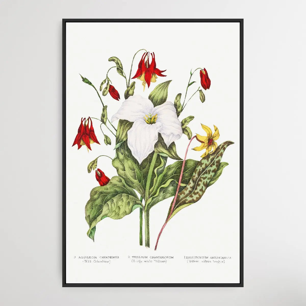 Canadian Wild Flowers (1869) Plate III by Agnes Fitz Gibbon and Catharine Parr Traill - I Heart Wall Art