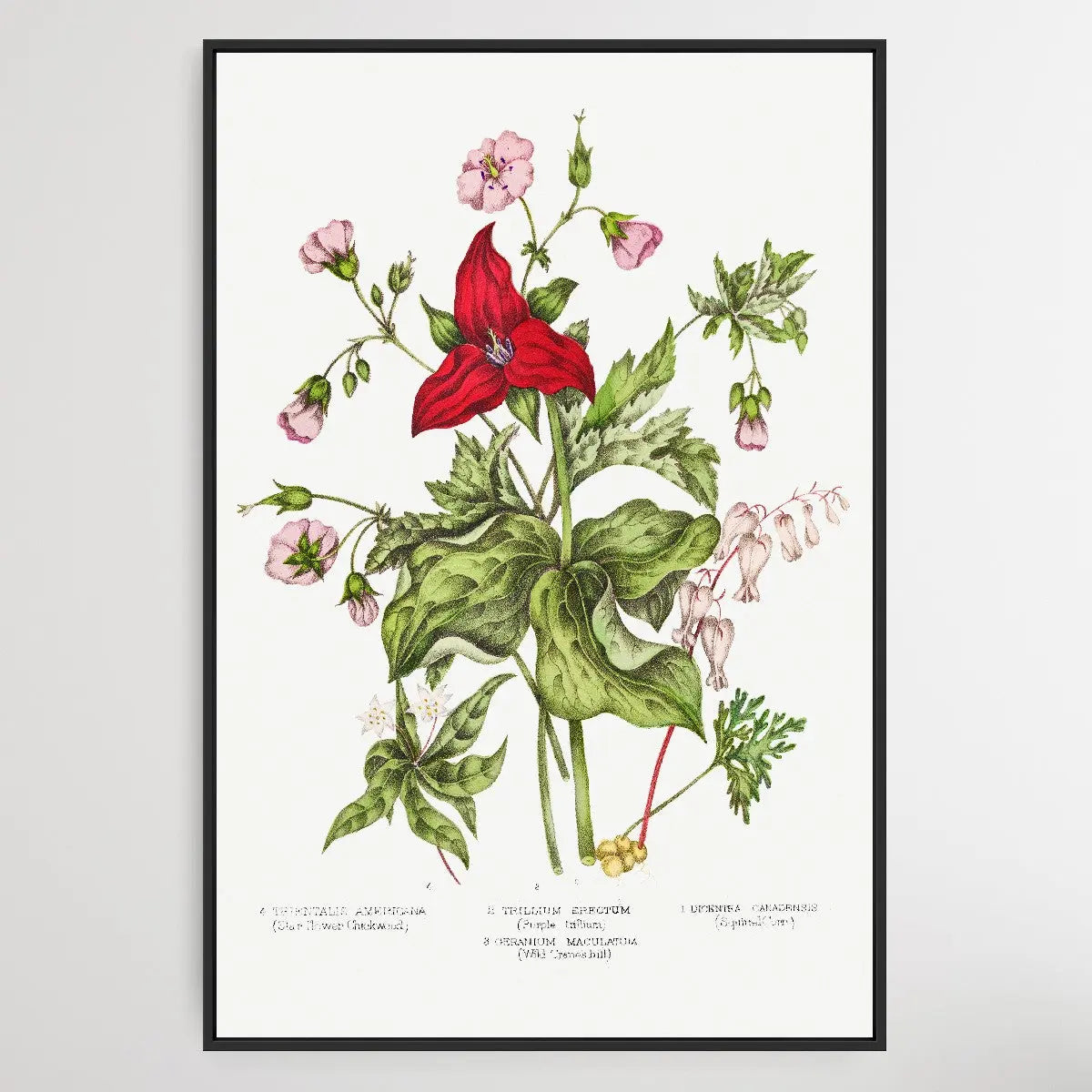 Canadian Wild Flowers (1869) Plate IV by Agnes Fitz Gibbon and Catharine Parr Traill - I Heart Wall Art