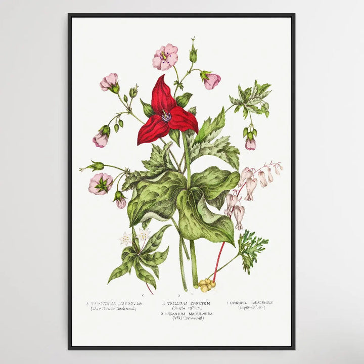 Canadian Wild Flowers (1869) Plate IV by Agnes Fitz Gibbon and Catharine Parr Traill - I Heart Wall Art
