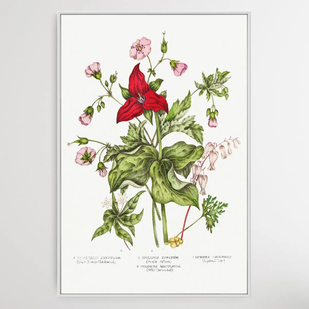 Canadian Wild Flowers (1869) Plate IV by Agnes Fitz Gibbon and Catharine Parr Traill - I Heart Wall Art