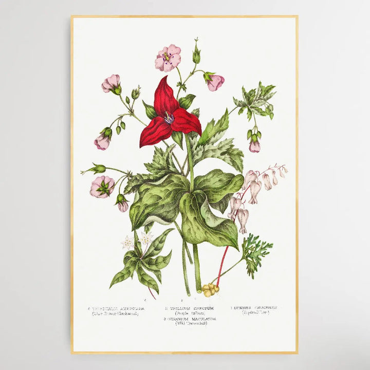 Canadian Wild Flowers (1869) Plate IV by Agnes Fitz Gibbon and Catharine Parr Traill - I Heart Wall Art