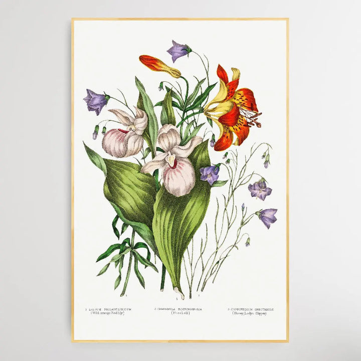 Canadian Wild Flowers (1869) Plate V by Agnes Fitz Gibbon and Catharine Parr Traill - I Heart Wall Art