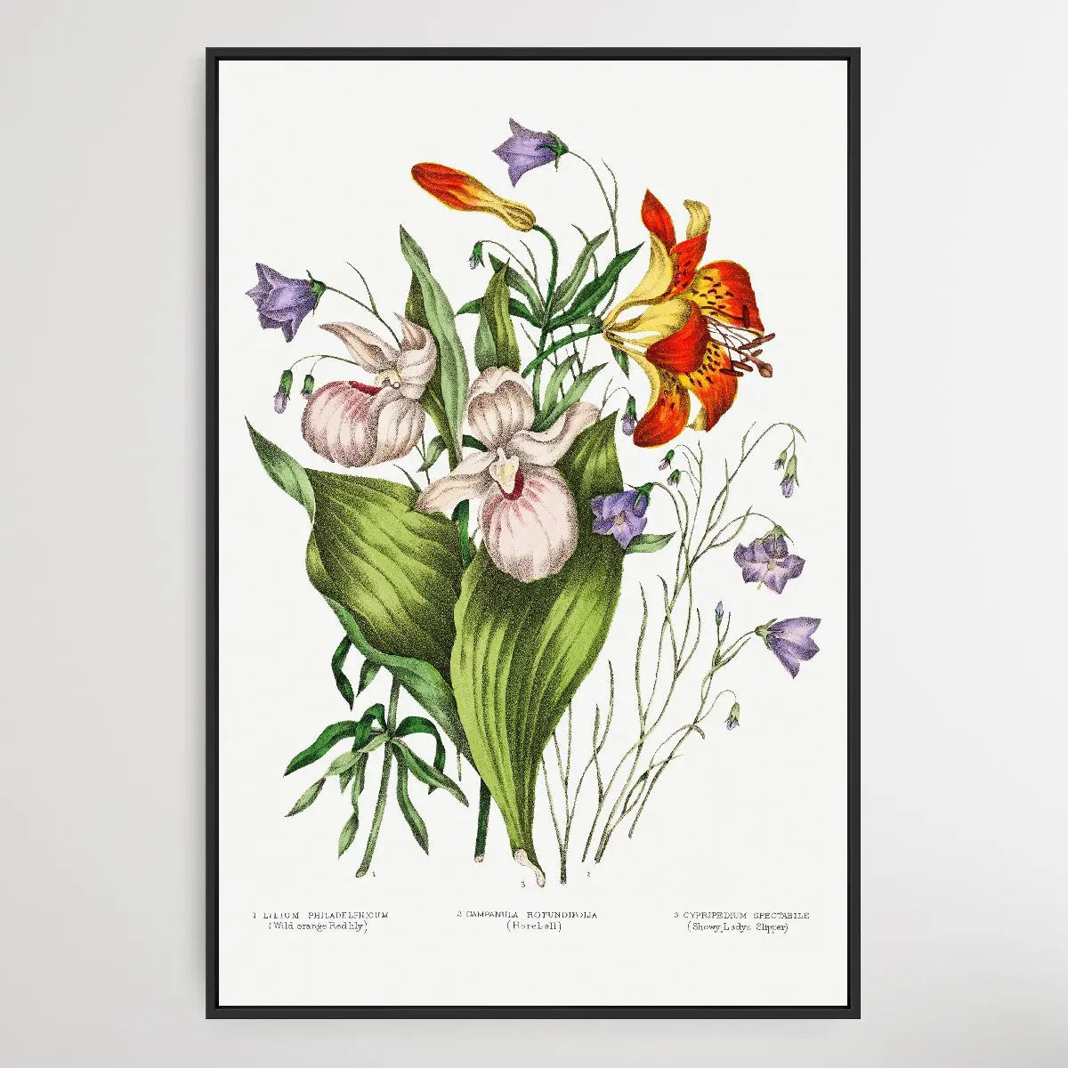 Canadian Wild Flowers (1869) Plate V by Agnes Fitz Gibbon and Catharine Parr Traill - I Heart Wall Art