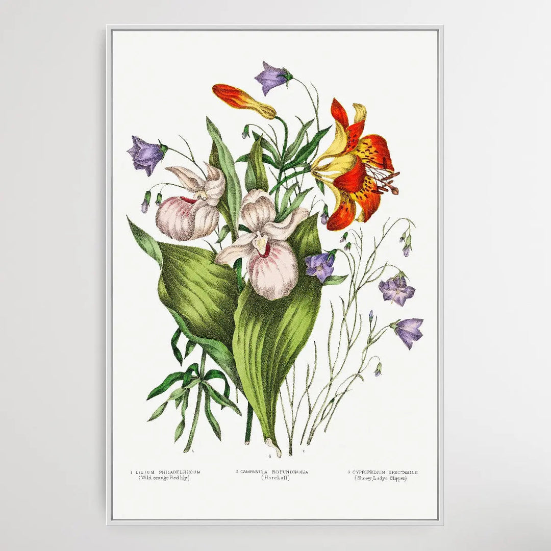 Canadian Wild Flowers (1869) Plate V by Agnes Fitz Gibbon and Catharine Parr Traill - I Heart Wall Art