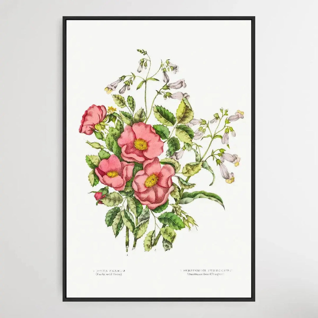 Canadian Wild Flowers (1869) Plate VII by Agnes Fitz Gibbon and Catharine Parr Traill - I Heart Wall Art - Poster Print, Canvas Print or Framed Art Print
