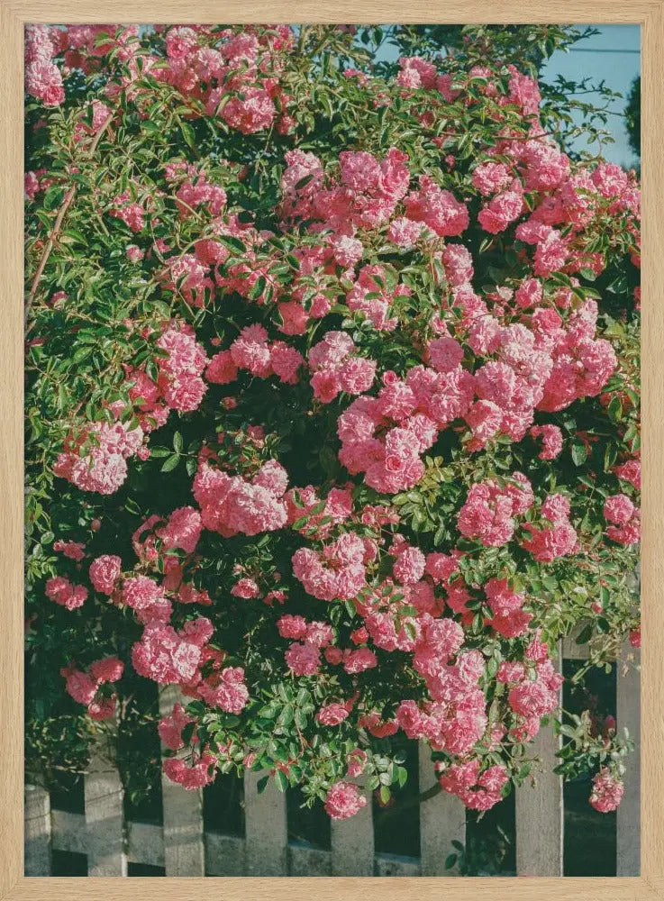 Cannon Beach Blooms - Stretched Canvas, Poster or Fine Art Print I Heart Wall Art