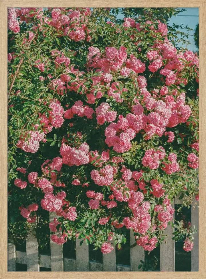 Cannon Beach Blooms - Stretched Canvas, Poster or Fine Art Print I Heart Wall Art