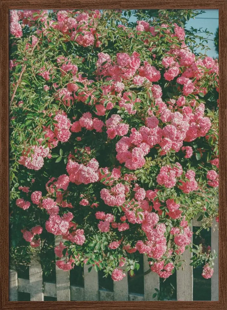 Cannon Beach Blooms - Stretched Canvas, Poster or Fine Art Print I Heart Wall Art