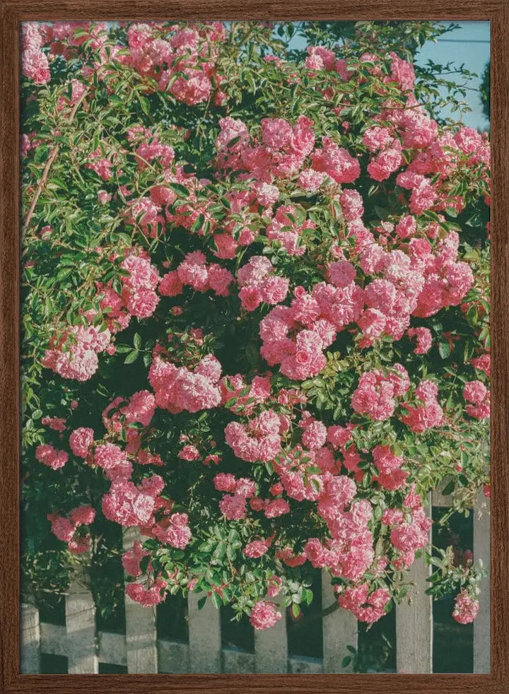 Cannon Beach Blooms - Stretched Canvas, Poster or Fine Art Print I Heart Wall Art