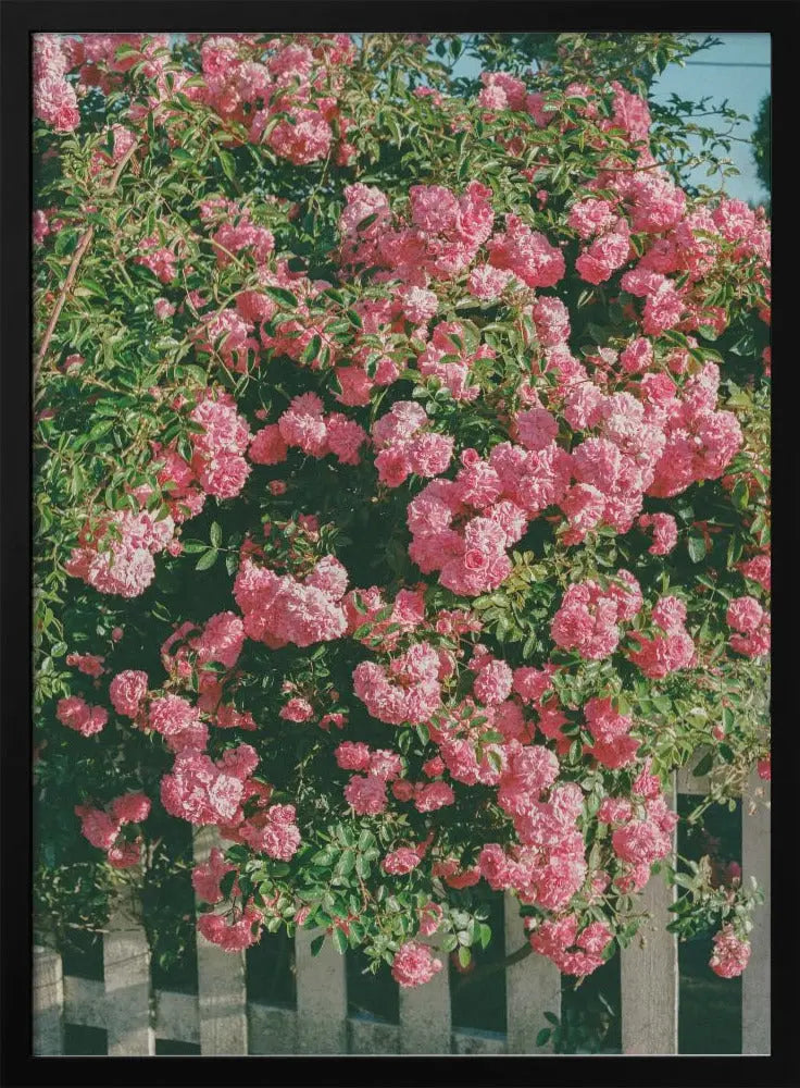 Cannon Beach Blooms - Stretched Canvas, Poster or Fine Art Print I Heart Wall Art
