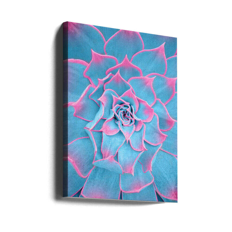 Blue and Pink Succulent - Stretched Canvas, Poster or Fine Art Print I Heart Wall Art