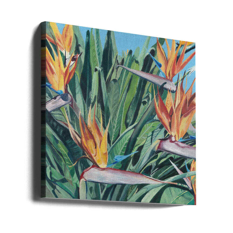 Stelitzia 3 By Viccy Wanliss - Square Stretched Canvas, Poster or Fine Art Print