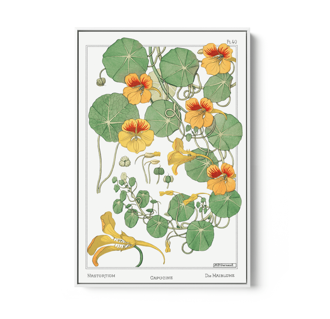 Capucine (Nasturtium) From La Plante et Ses Applications Ornementales (1896) Illustrated by Maurice Pillard Verneuil - Stretched Canvas or Wall Art Print - I Heart Wall Art - Poster Print, Canvas Print or Framed Art Print
