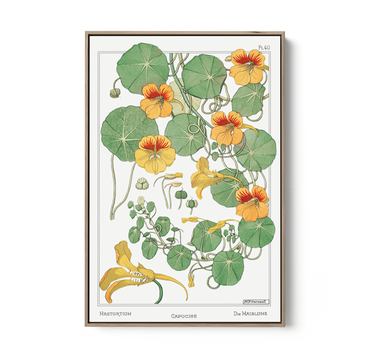 Capucine (Nasturtium) From La Plante et Ses Applications Ornementales (1896) Illustrated by Maurice Pillard Verneuil - Stretched Canvas or Wall Art Print - I Heart Wall Art - Poster Print, Canvas Print or Framed Art Print