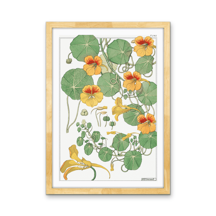 Capucine (Nasturtium) From La Plante et Ses Applications Ornementales (1896) Illustrated by Maurice Pillard Verneuil - Stretched Canvas or Wall Art Print - I Heart Wall Art - Poster Print, Canvas Print or Framed Art Print