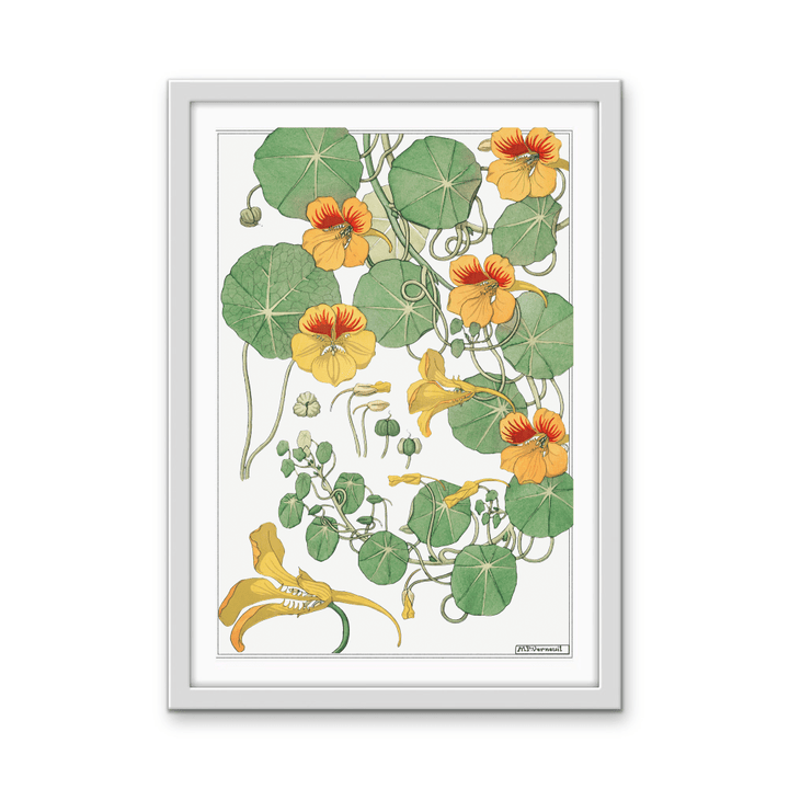 Capucine (Nasturtium) From La Plante et Ses Applications Ornementales (1896) Illustrated by Maurice Pillard Verneuil - Stretched Canvas or Wall Art Print - I Heart Wall Art - Poster Print, Canvas Print or Framed Art Print