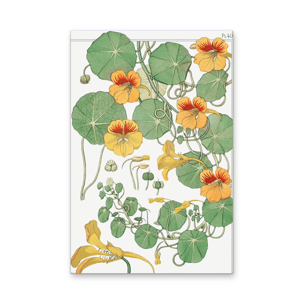 Capucine (Nasturtium) From La Plante et Ses Applications Ornementales (1896) Illustrated by Maurice Pillard Verneuil - Stretched Canvas or Wall Art Print - I Heart Wall Art - Poster Print, Canvas Print or Framed Art Print