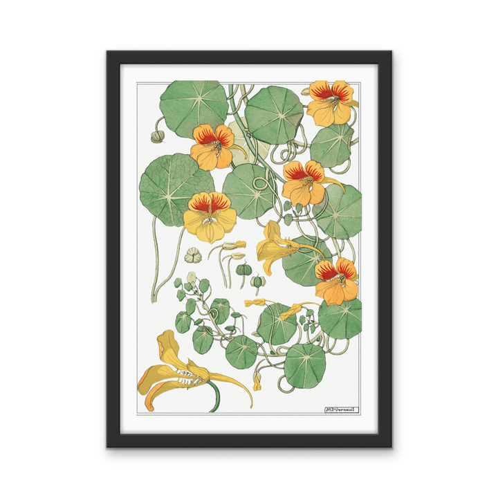 Capucine (Nasturtium) From La Plante et Ses Applications Ornementales (1896) Illustrated by Maurice Pillard Verneuil - Stretched Canvas or Wall Art Print - I Heart Wall Art - Poster Print, Canvas Print or Framed Art Print