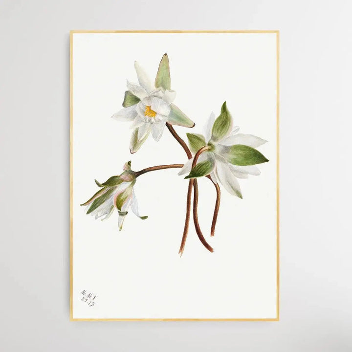 Castalia Odorata (1879) by Mary Vaux Walcott - I Heart Wall Art - Poster Print, Canvas Print or Framed Art Print