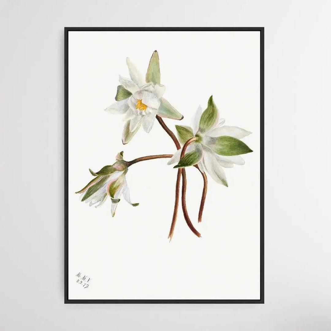 Castalia Odorata (1879) by Mary Vaux Walcott - I Heart Wall Art - Poster Print, Canvas Print or Framed Art Print