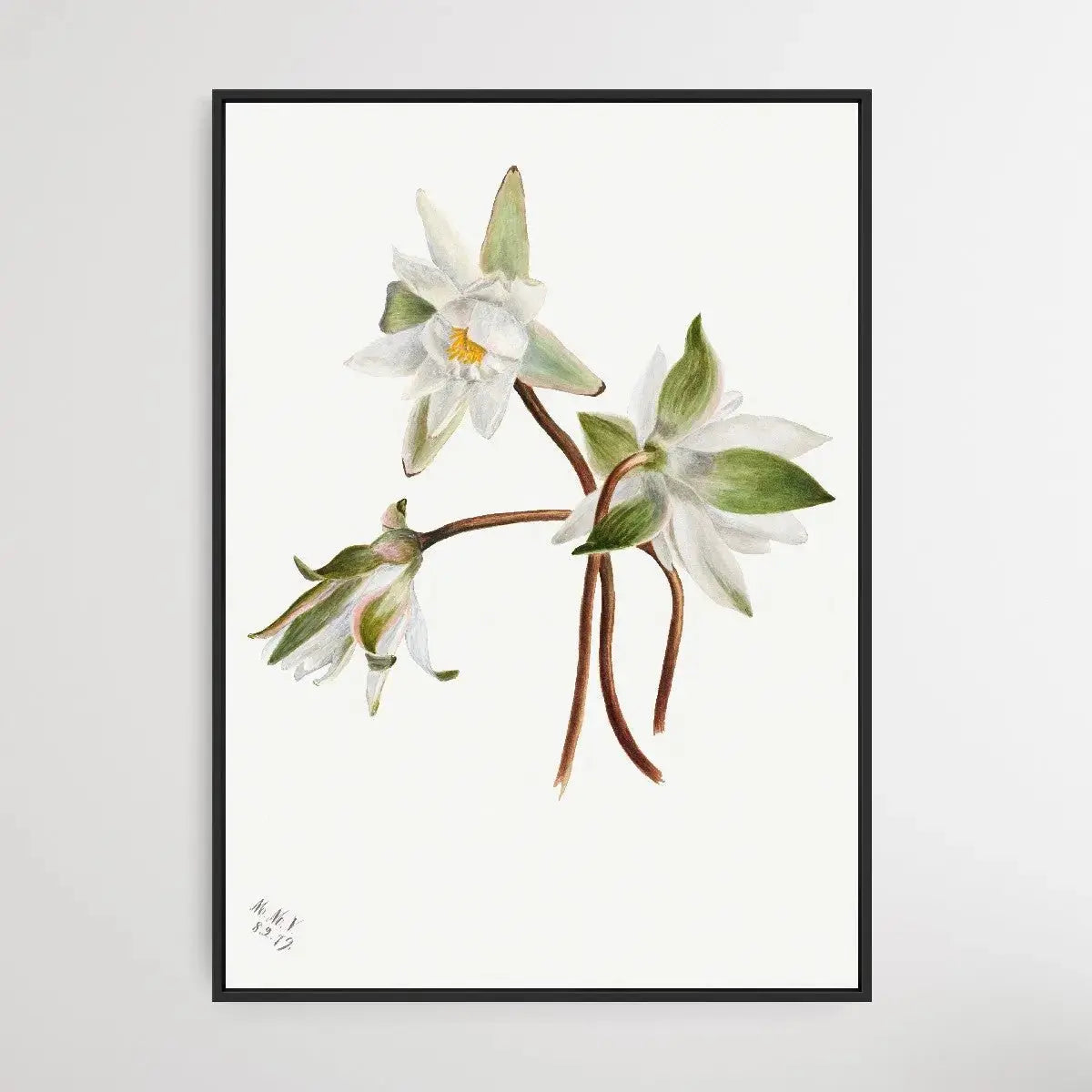 Castalia Odorata (1879) by Mary Vaux Walcott - I Heart Wall Art - Poster Print, Canvas Print or Framed Art Print