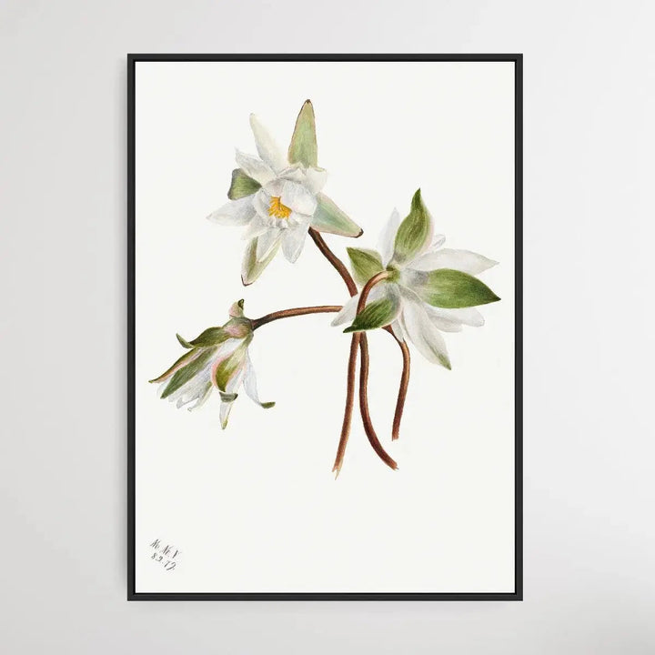 Castalia Odorata (1879) by Mary Vaux Walcott - I Heart Wall Art - Poster Print, Canvas Print or Framed Art Print