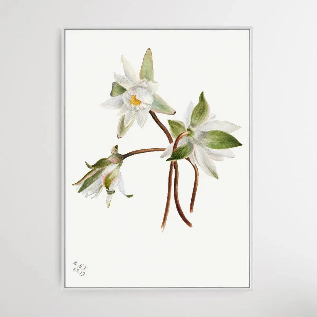 Castalia Odorata (1879) by Mary Vaux Walcott - I Heart Wall Art - Poster Print, Canvas Print or Framed Art Print