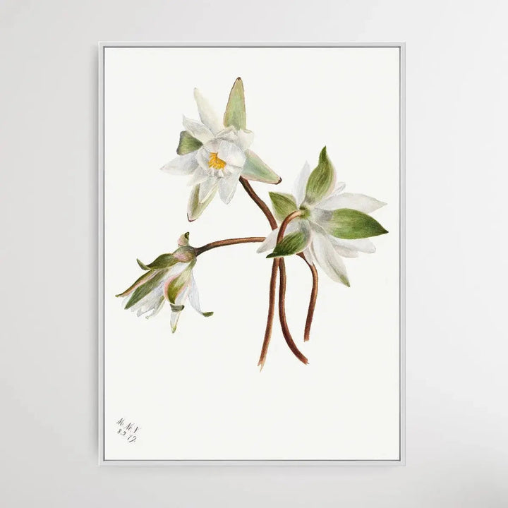 Castalia Odorata (1879) by Mary Vaux Walcott - I Heart Wall Art - Poster Print, Canvas Print or Framed Art Print