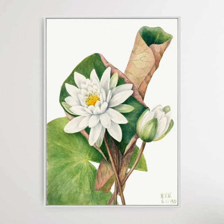 Castalia odorata (1920) by Mary Vaux Walcott - I Heart Wall Art - Poster Print, Canvas Print or Framed Art Print