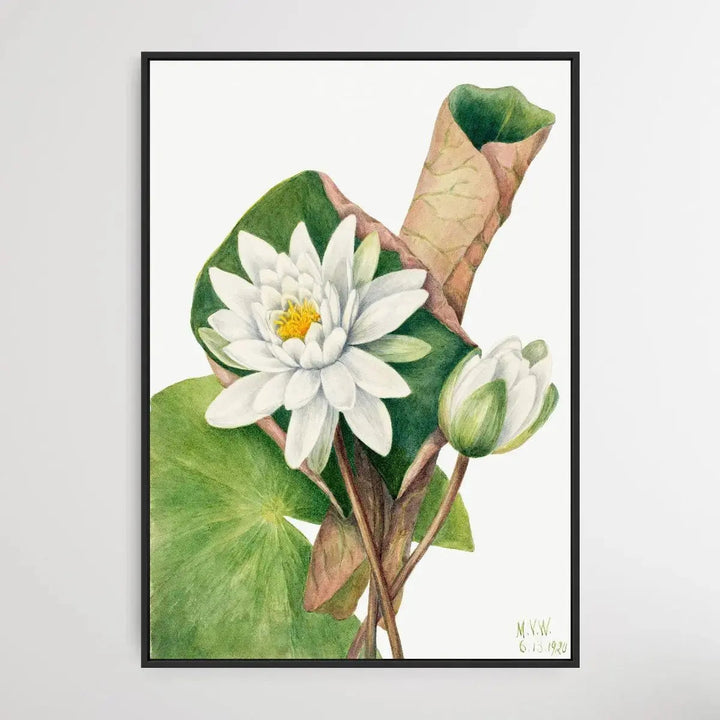 Castalia odorata (1920) by Mary Vaux Walcott - I Heart Wall Art - Poster Print, Canvas Print or Framed Art Print