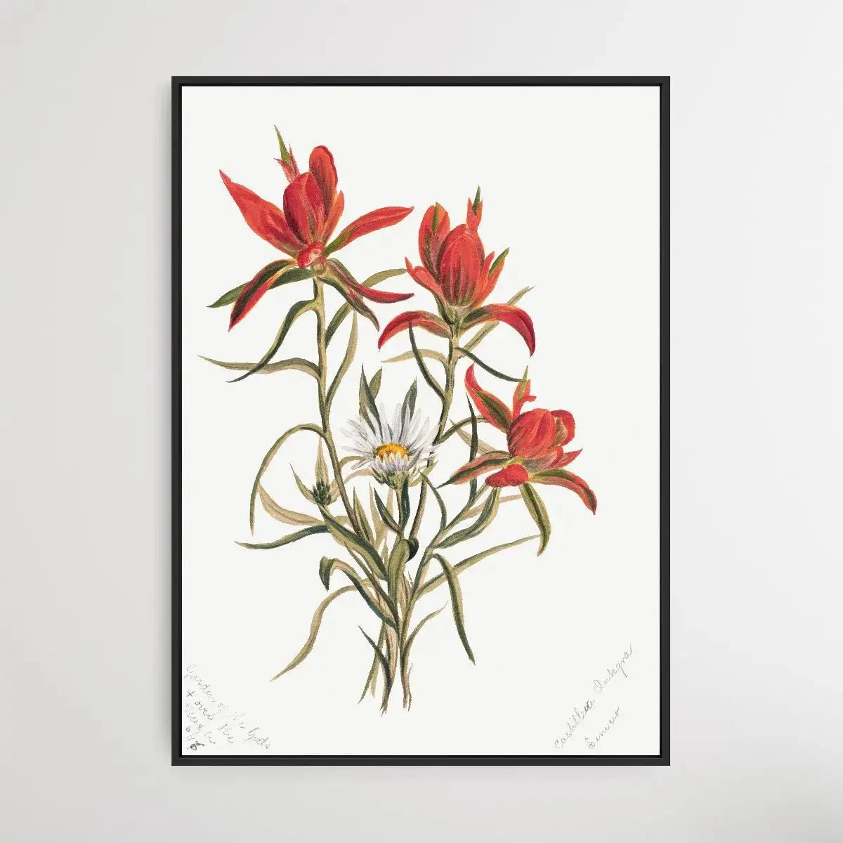 Castilleja Rhexifolia (1883) by Mary Vaux Walcott - I Heart Wall Art - Poster Print, Canvas Print or Framed Art Print