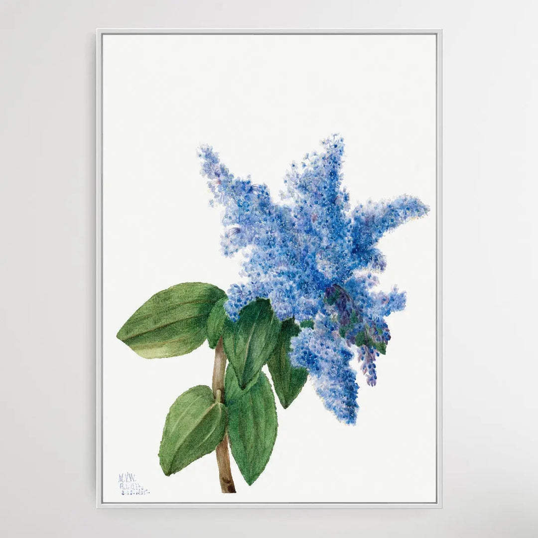 Castalia odorata (1920) by Mary Vaux Walcott I Heart Wall Art Australia 