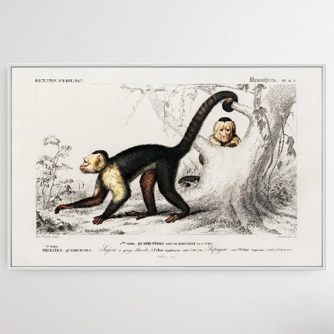 Cebus Hypoleucus by Charles Dessalines D&