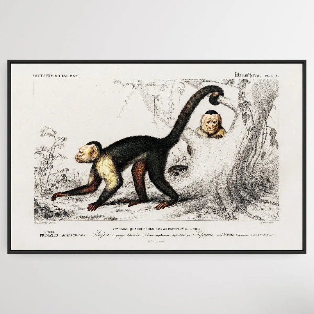 Cebus Hypoleucus by Charles Dessalines D&