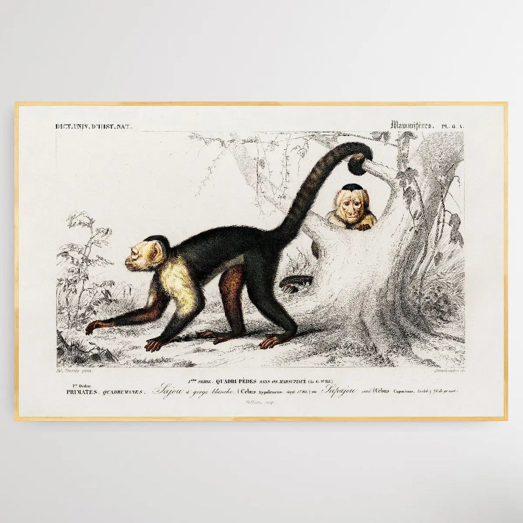 Cebus Hypoleucus by Charles Dessalines D&
