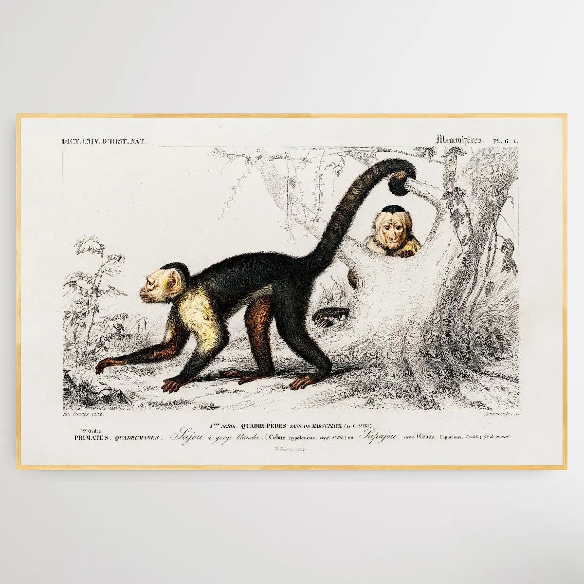 Cebus Hypoleucus by Charles Dessalines D' Orbigny (1806-1876) I Heart Wall Art Australia 