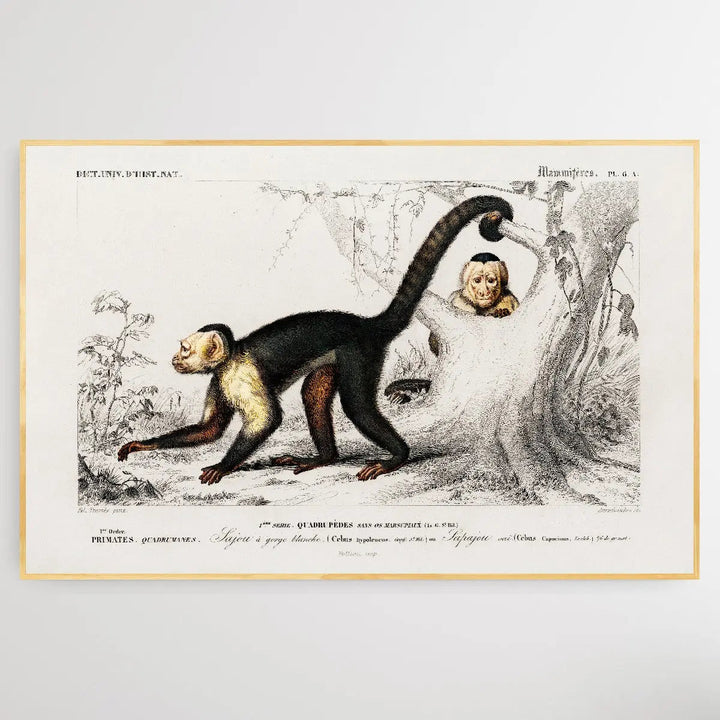 Cebus Hypoleucus by Charles Dessalines D&