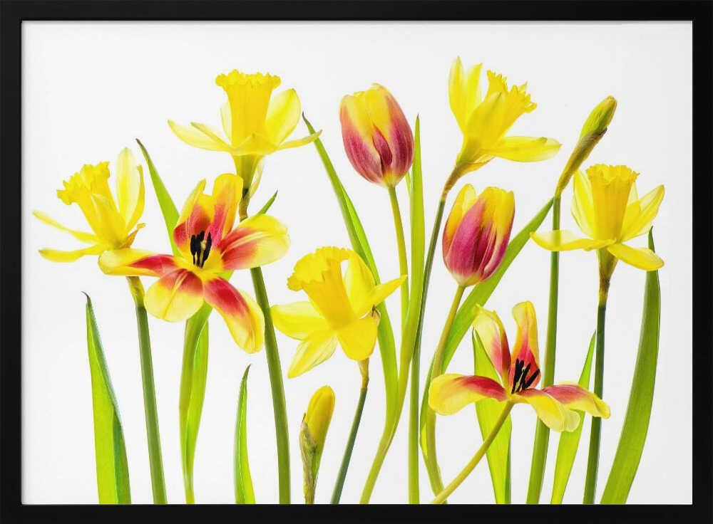 Cheerful Spring Flowers - Floral Photographic Stretched Canvas Poster or Fine Art Print
