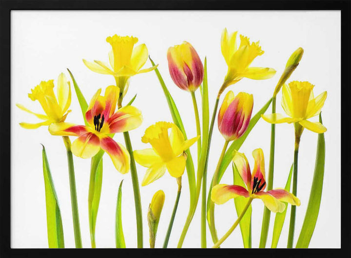 Cheerful Spring Flowers - Floral Photographic Stretched Canvas Poster or Fine Art Print