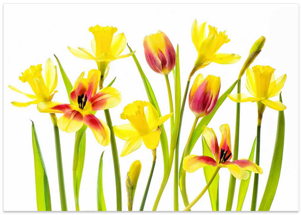 Cheerful Spring Flowers - Floral Photographic Stretched Canvas Poster or Fine Art Print