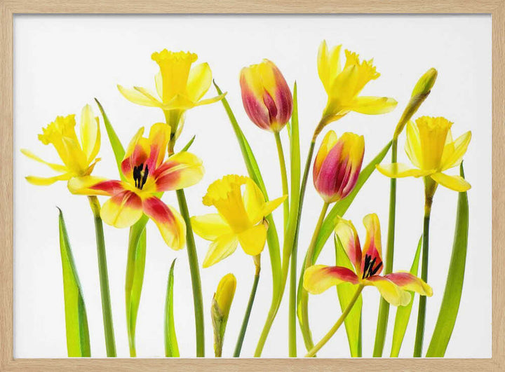 Cheerful Spring Flowers - Floral Photographic Stretched Canvas Poster or Fine Art Print