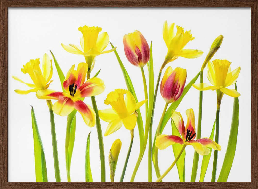 Cheerful Spring Flowers - Floral Photographic Stretched Canvas Poster or Fine Art Print