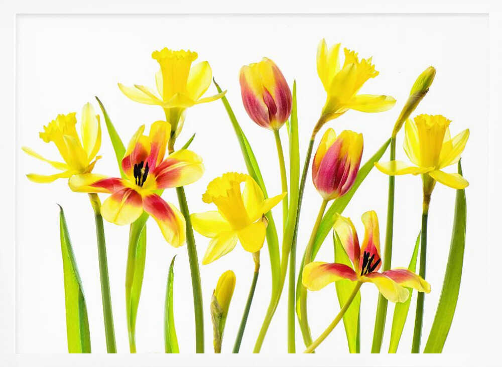 Cheerful Spring Flowers - Floral Photographic Stretched Canvas Poster or Fine Art Print