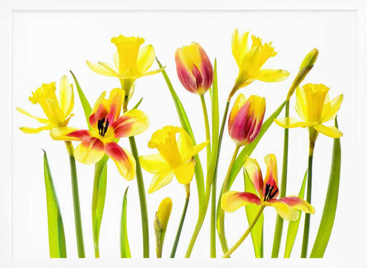 Cheerful Spring Flowers - Floral Photographic Stretched Canvas Poster or Fine Art Print