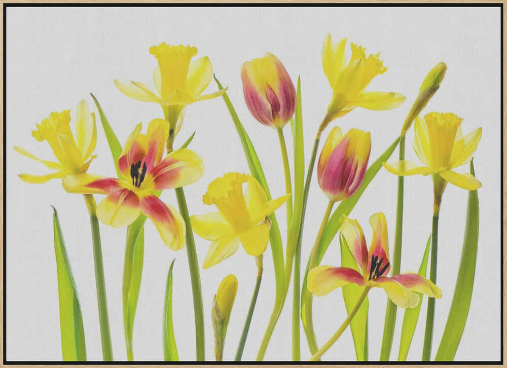 Cheerful Spring Flowers - Floral Photographic Stretched Canvas Poster or Fine Art Print